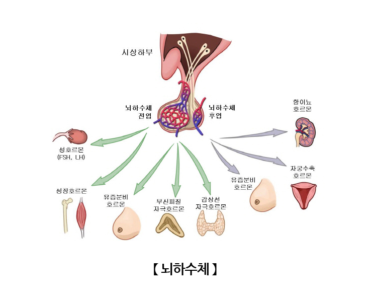 뇌하수체