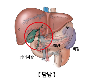 담낭