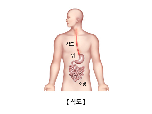 식도