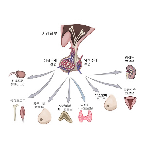 뇌하수체