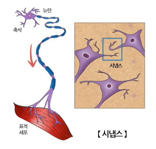 시냅스