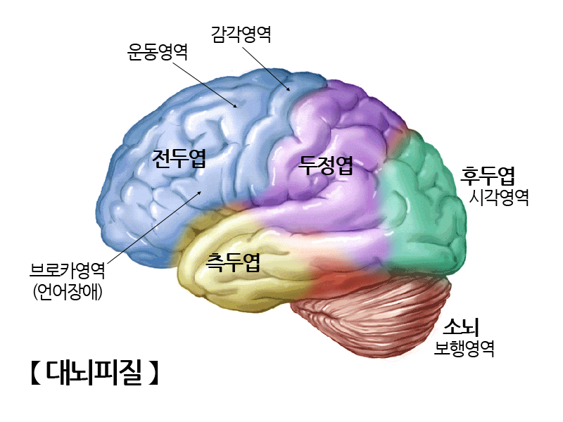 대뇌피질