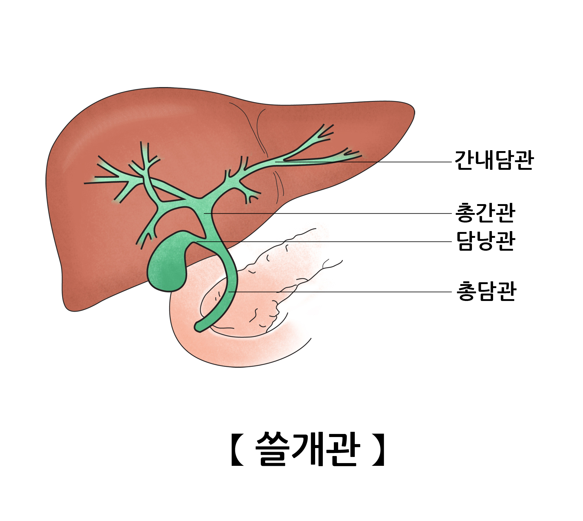 담관