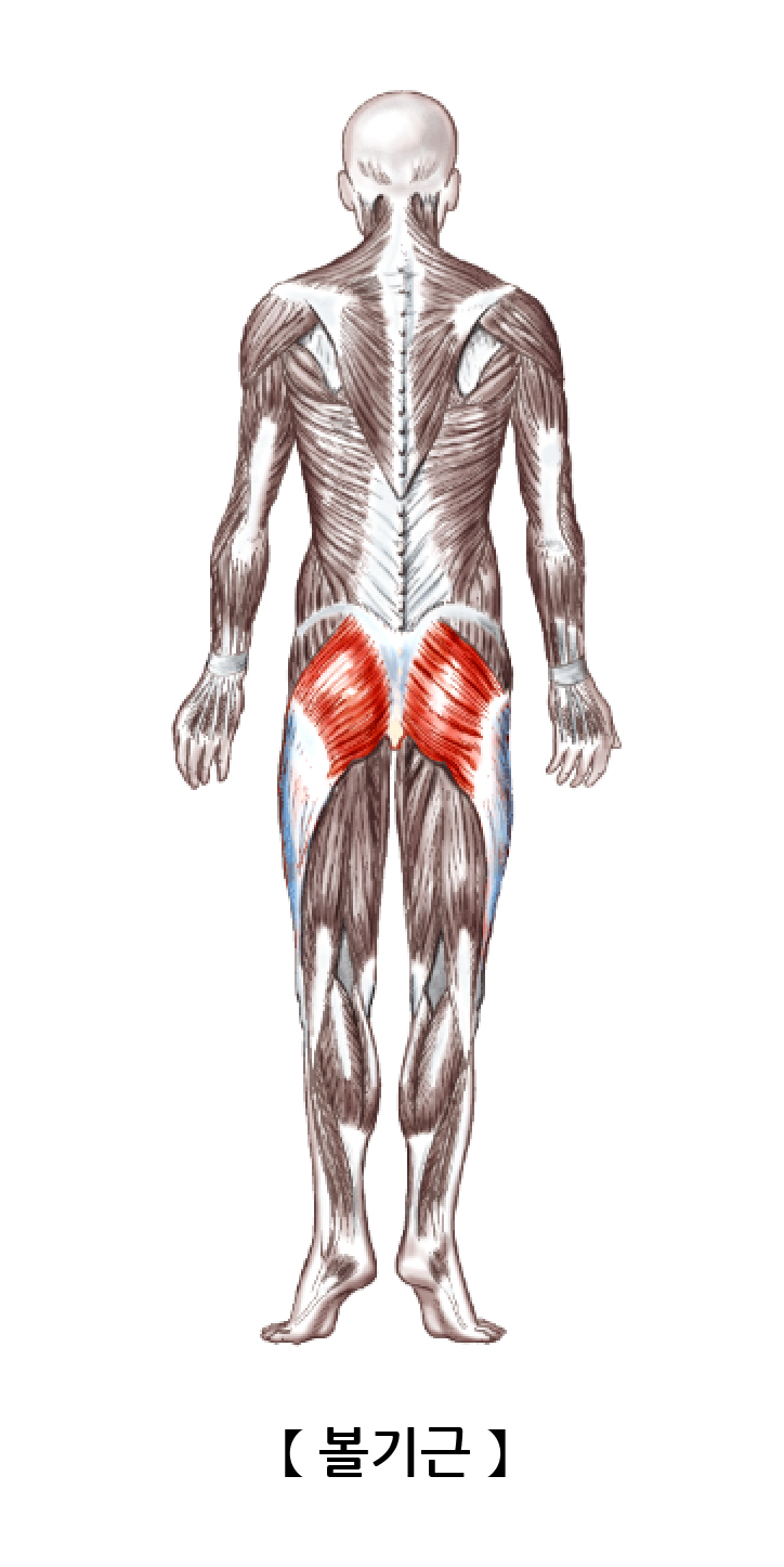볼기근