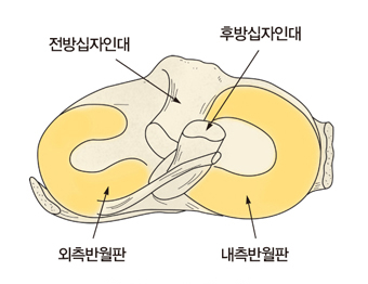 무릎 연골