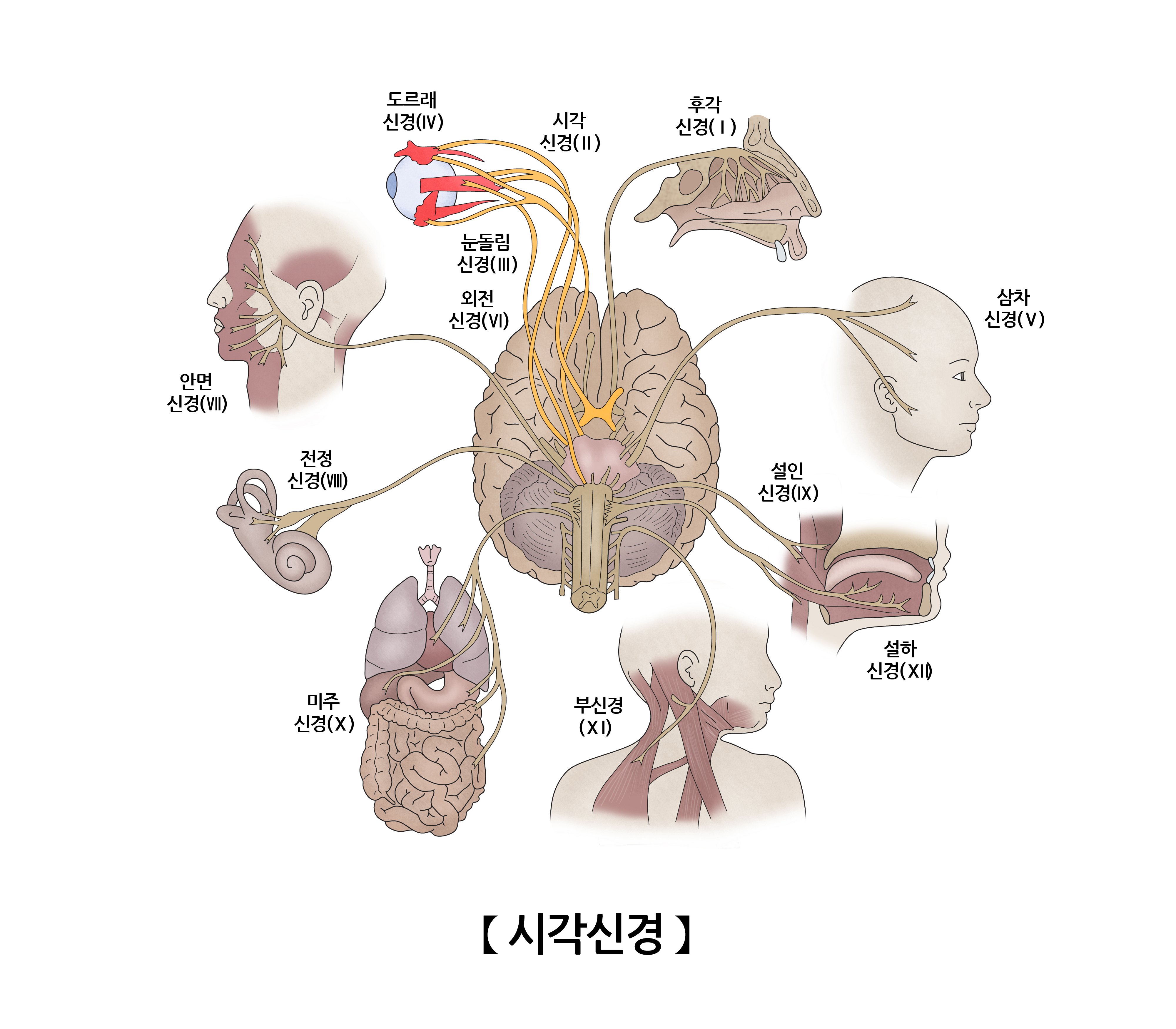 시각신경